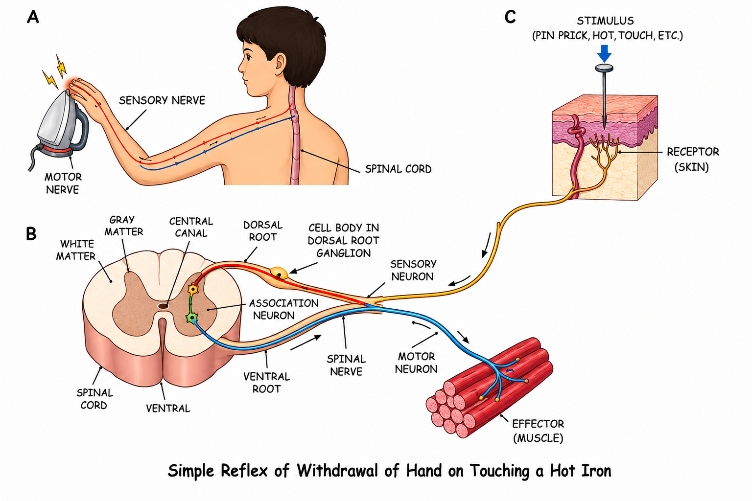 Fig 9.7: Cross section of spinal cord showing Reflex Arc